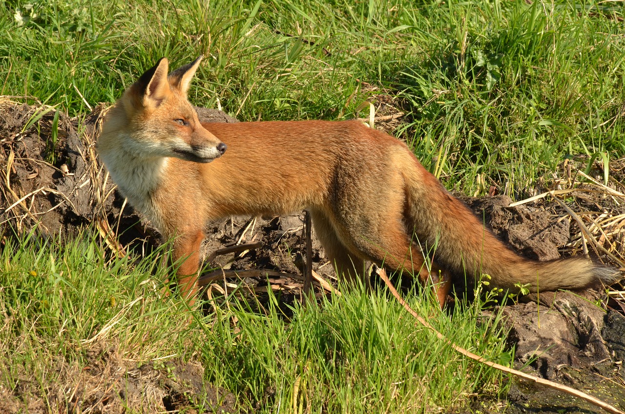 fox, predator, mammal