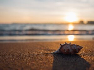 shell, beach, seaside